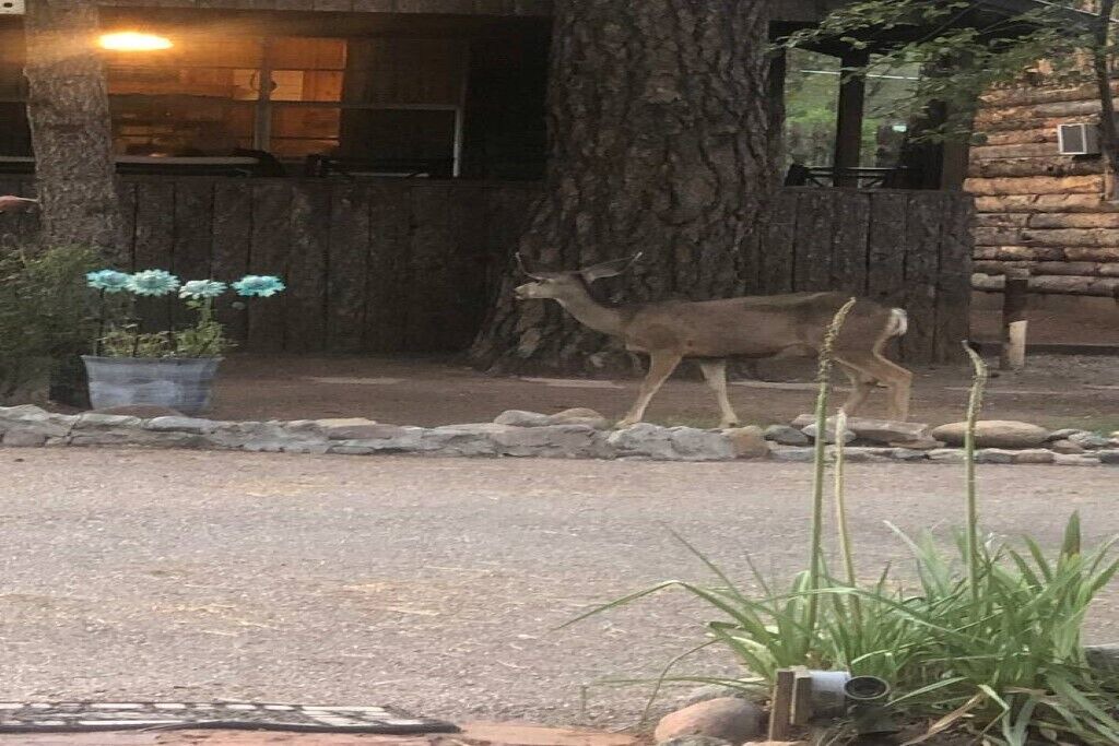 Photo of Patio Balcony in Ruidoso