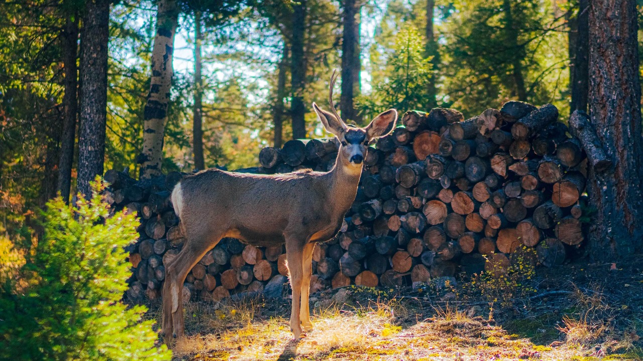 Photo of Others in Evergreen Meadows
