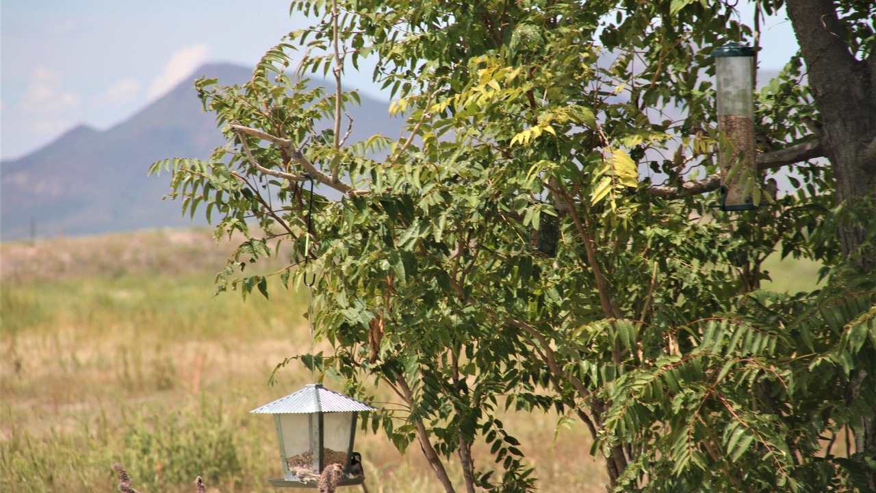 Photo of Others in Animas