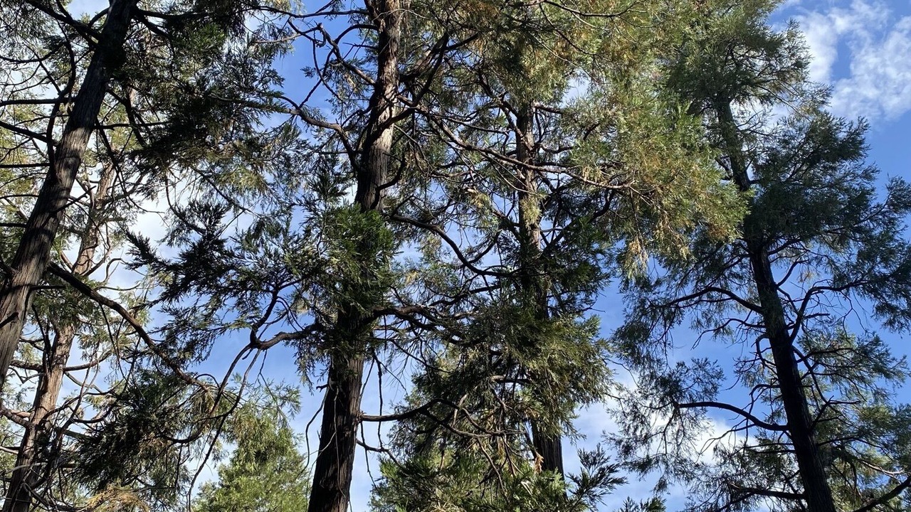 Photo of Outdoor in Crestline