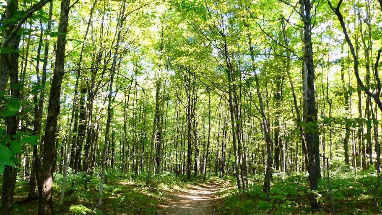 Photo of Outdoor in Maple City
