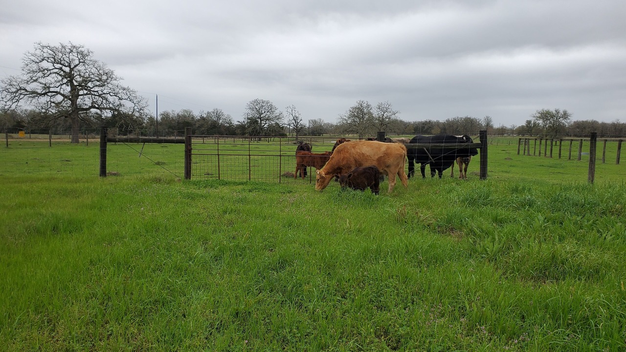 Photo of Outdoor in Ledbetter