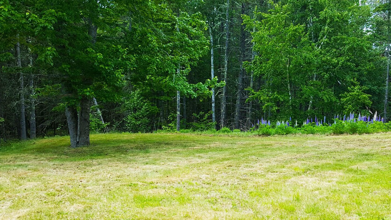 Photo of Outdoor in Bar Harbor