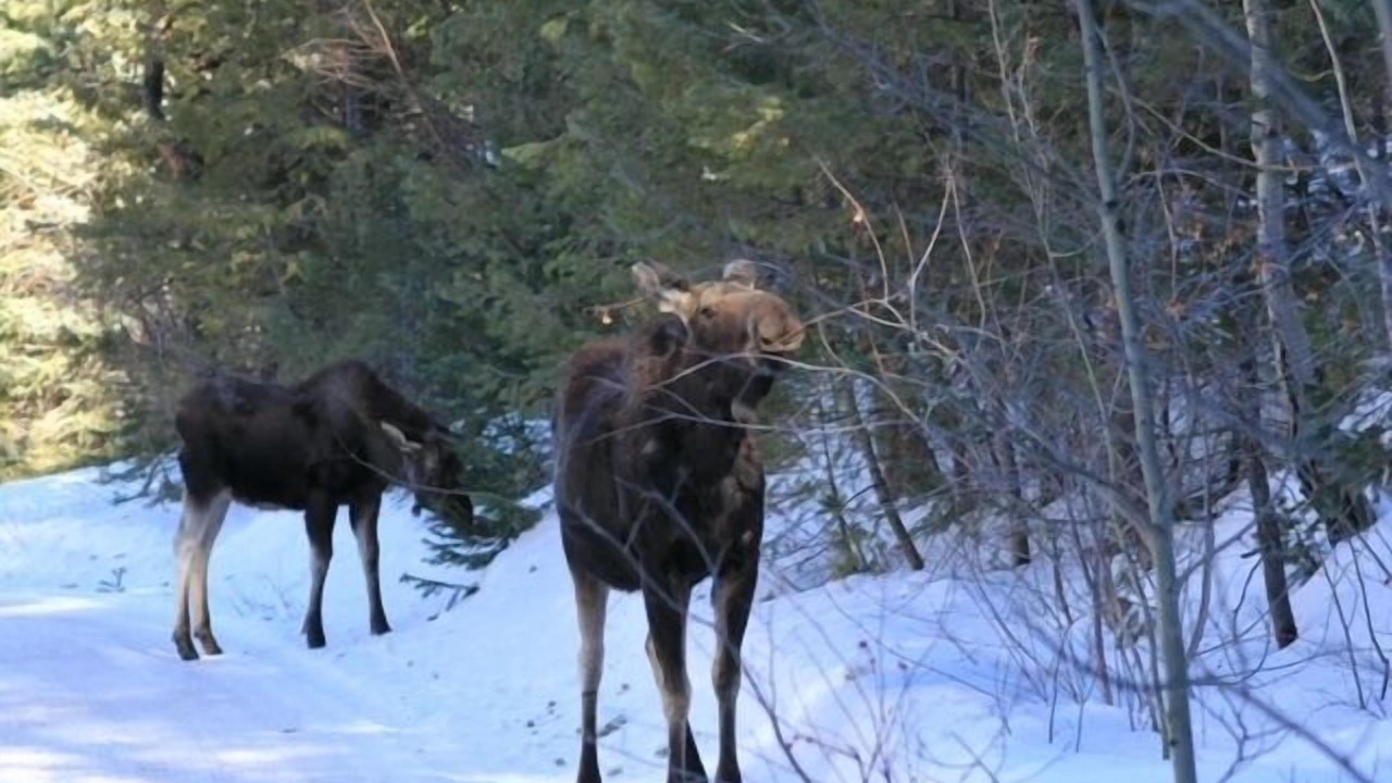 Photo of Others in Lyons