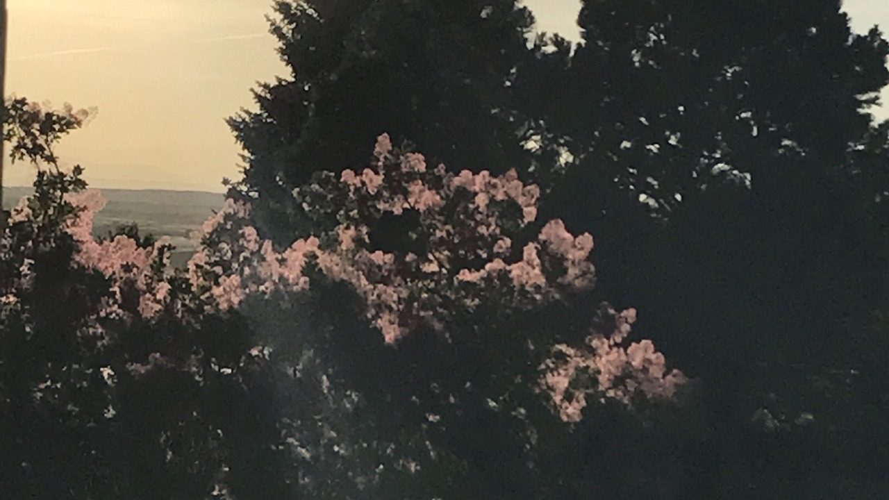 Photo of Others in The Pinery