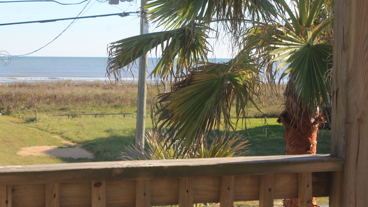Photo of Others in Gulf Palms