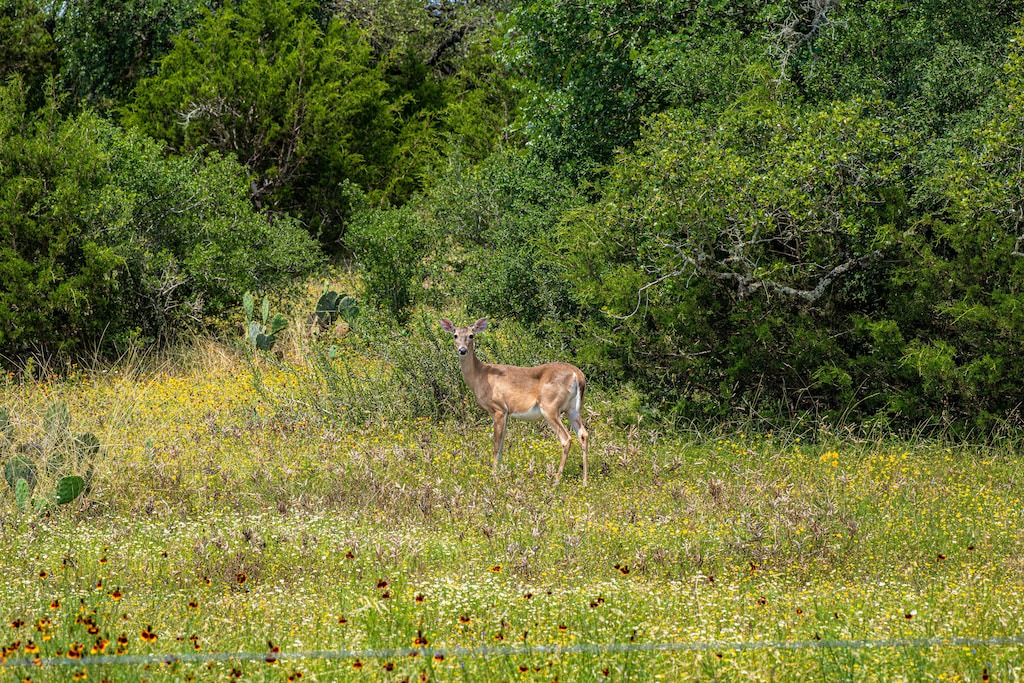 Photo of Outdoor in Spring Branch