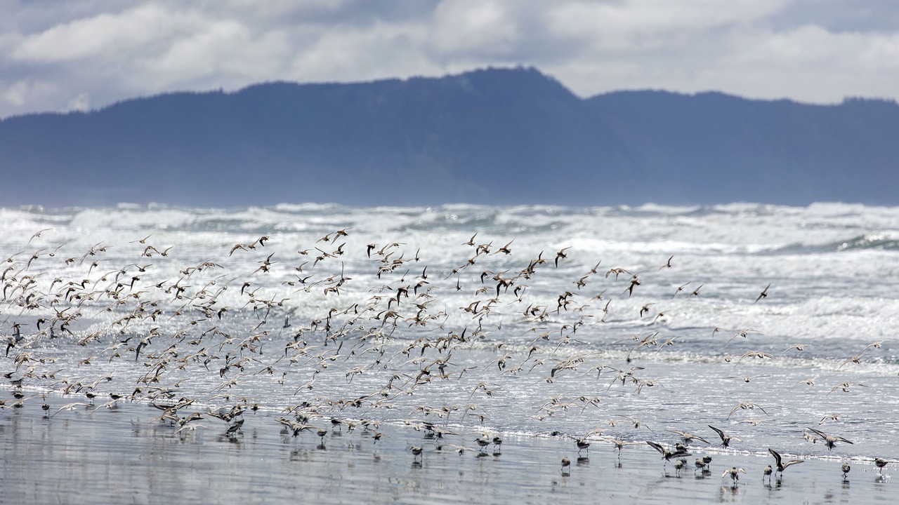 Photo of Others in Gearhart
