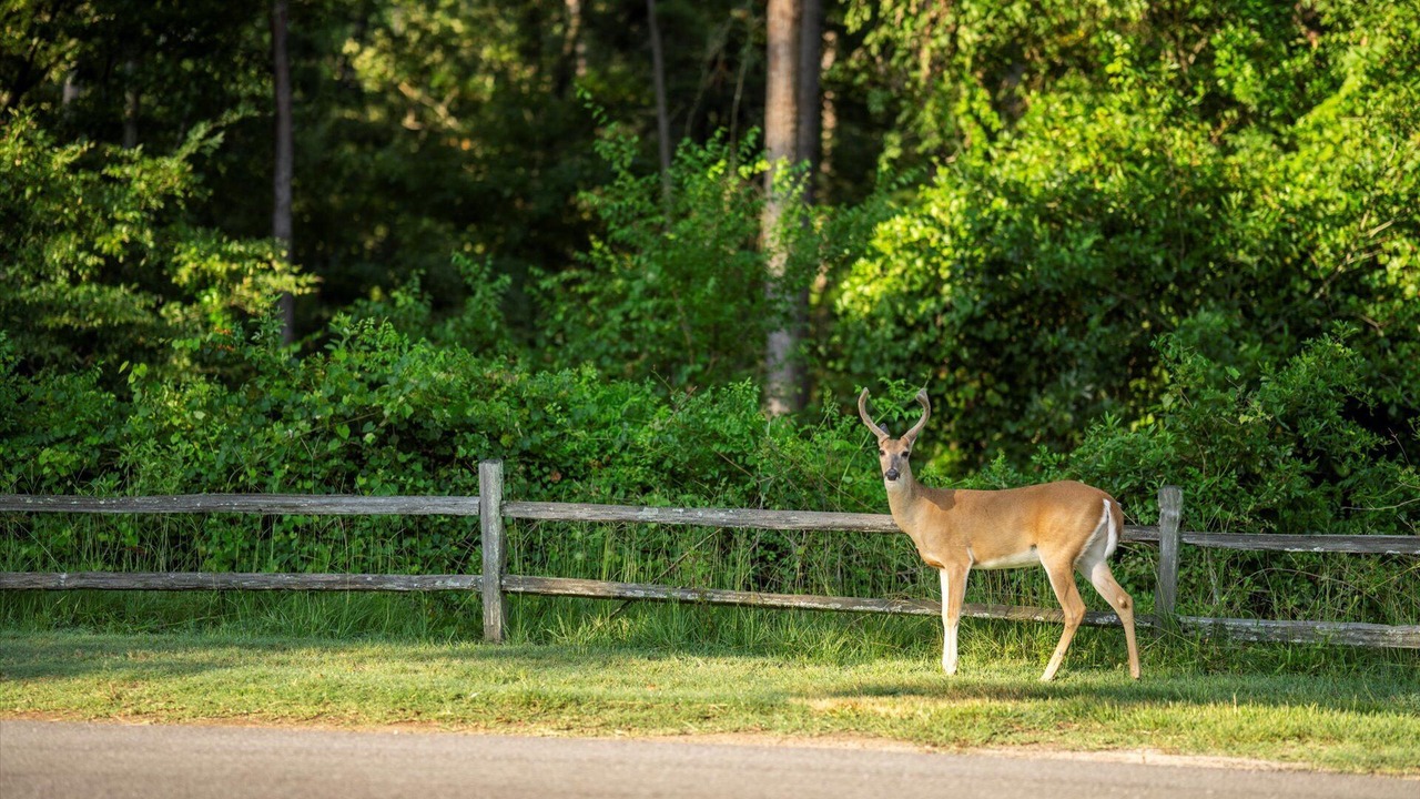Photo of Others in Holly Lake Ranch