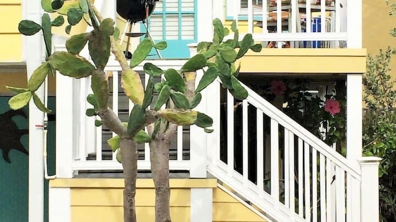 Photo of Outdoor in Pass-a-Grille
