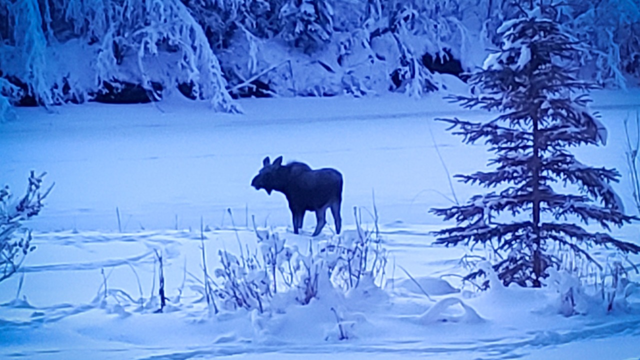 Photo of Others in Fairbanks