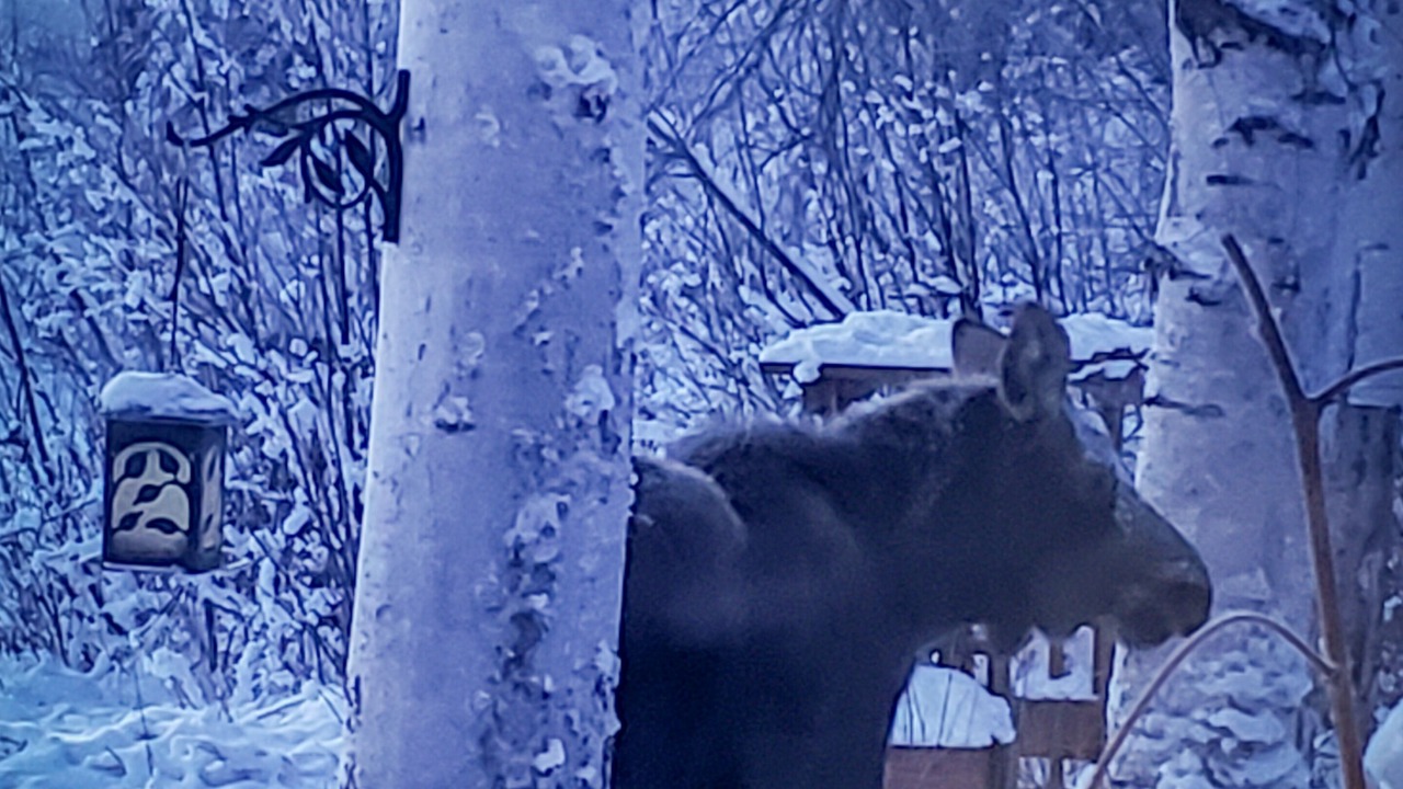 Photo of Others in Fairbanks