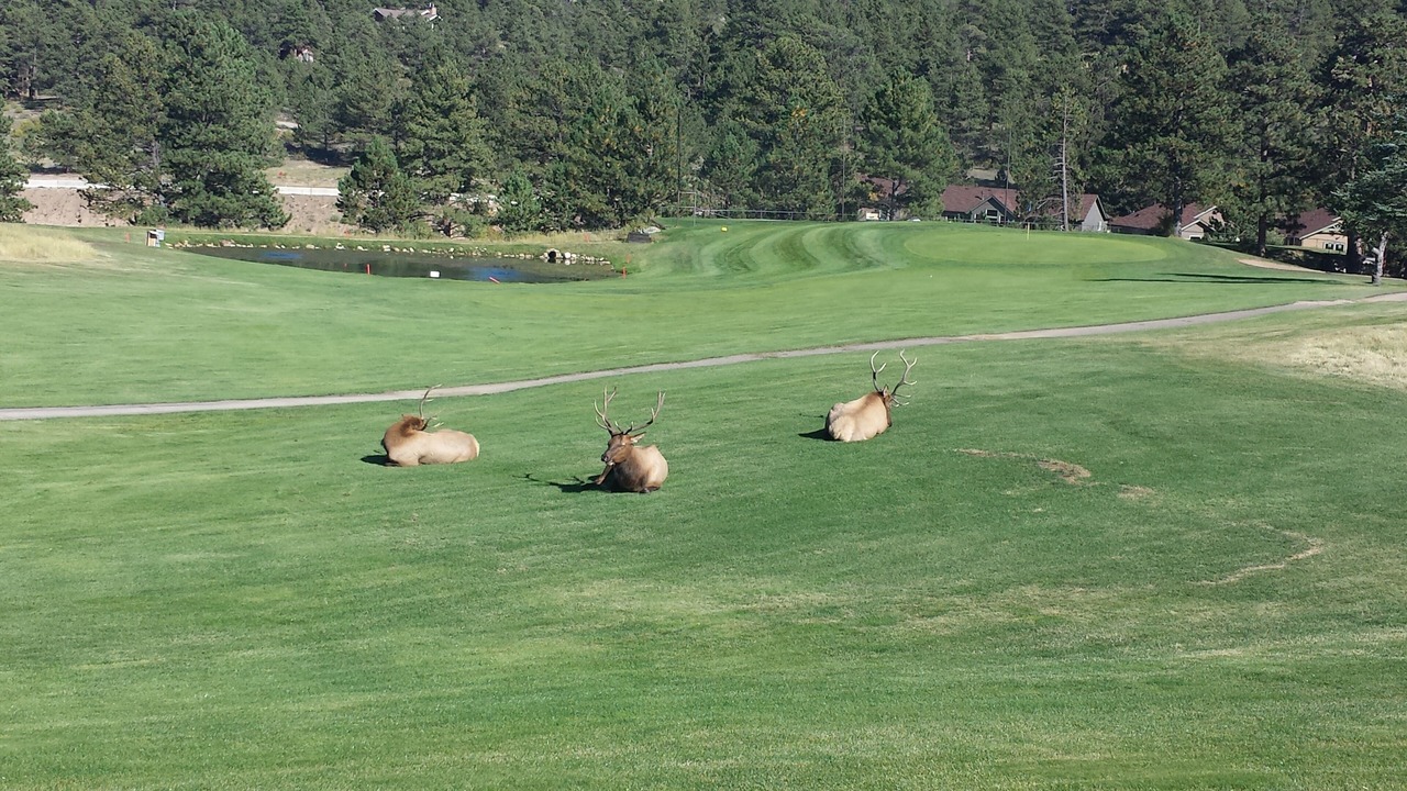 Photo of Others in Carriage Hills