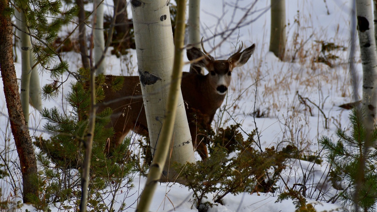 Photo of Others in Winter Park Highlands