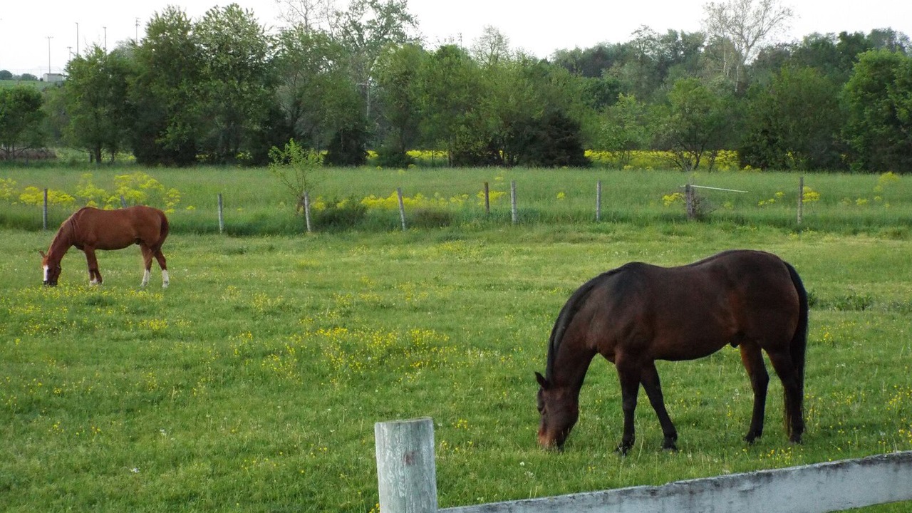Photo of Outdoor in Luray