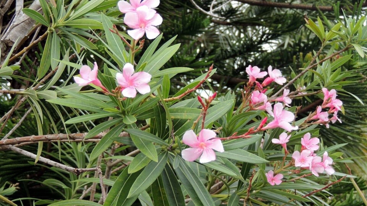 Photo of Outdoor in Spring Hill