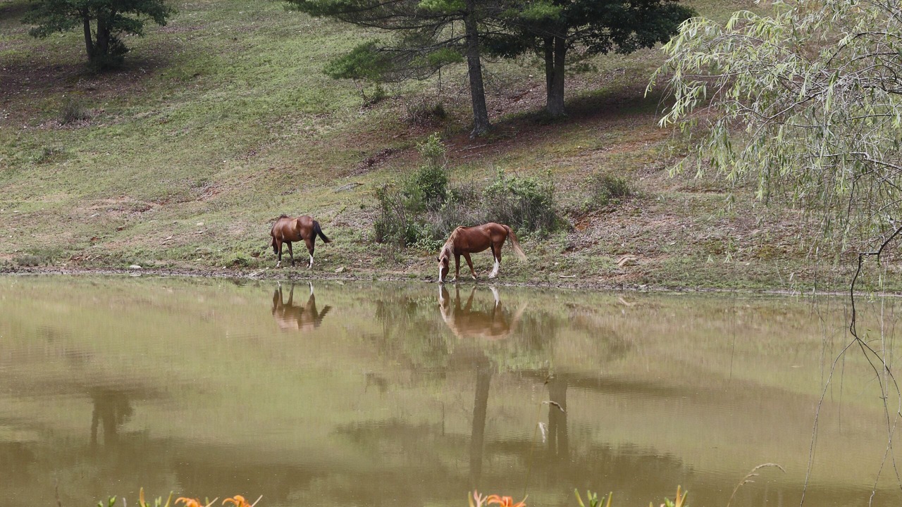 Photo of Others in Blanche Manor Ranch