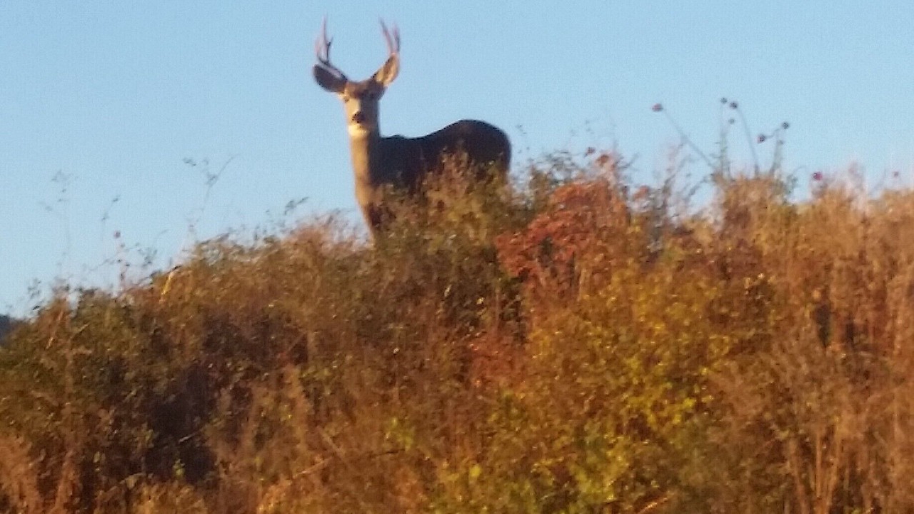 Photo of Outdoor in Collbran