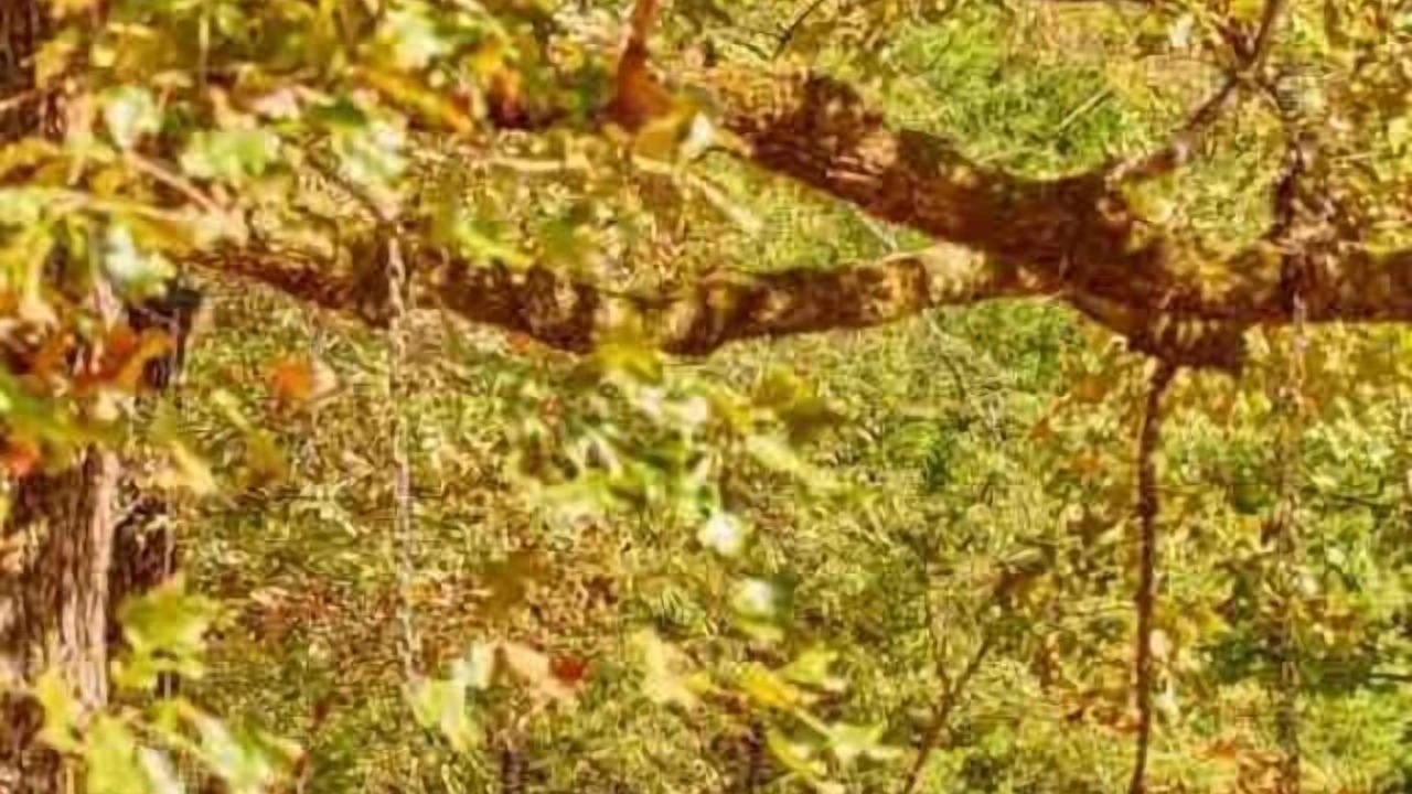 Photo of Others in Van Zandt County