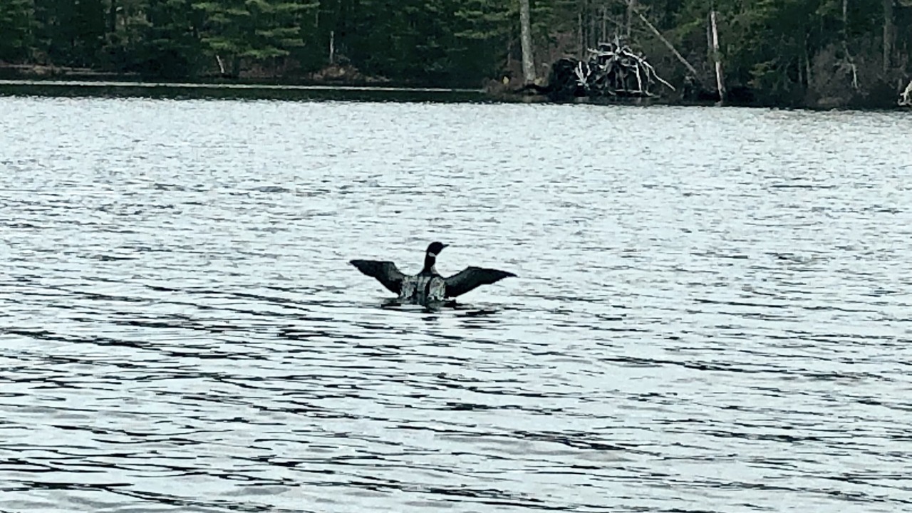 Photo of Others in Star Lake