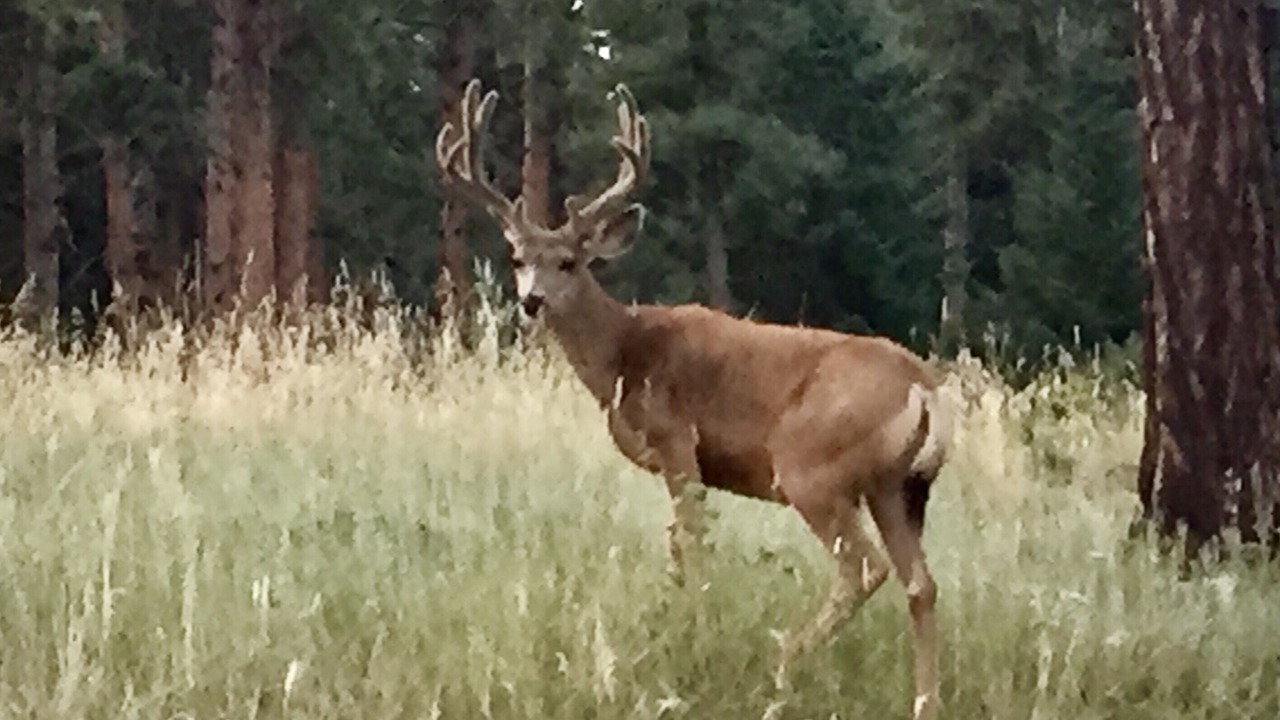 Photo of Outdoor in Evergreen Meadows