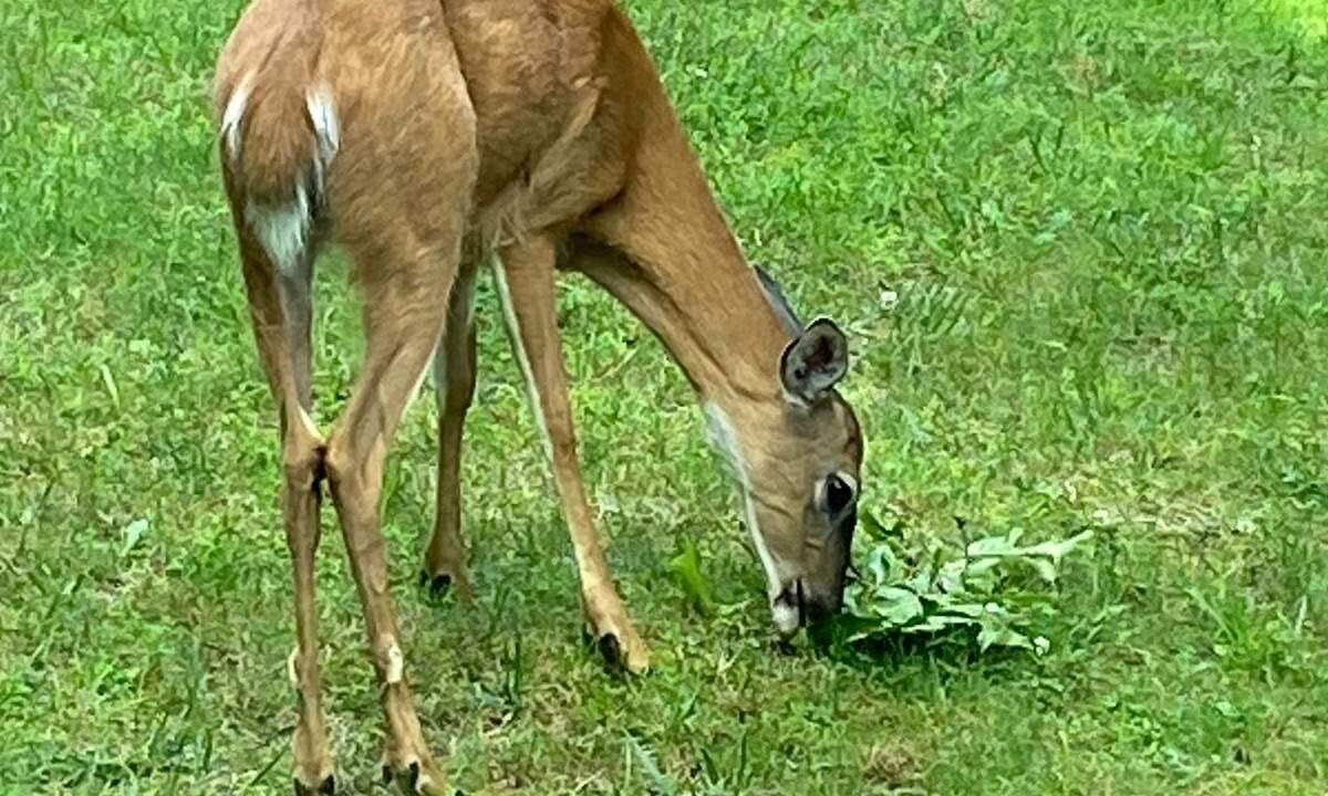 Photo of Outdoor in Bushkill