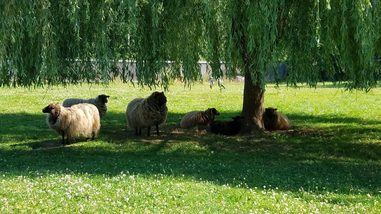 Photo of Outdoor in Sultan