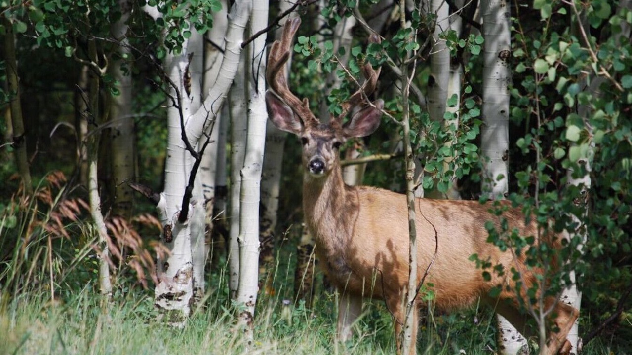 Photo of Others in Nederland