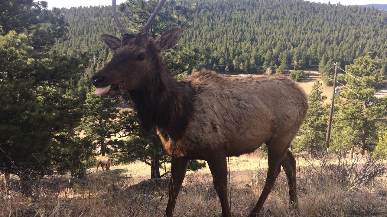 Photo of Outdoor in Evergreen