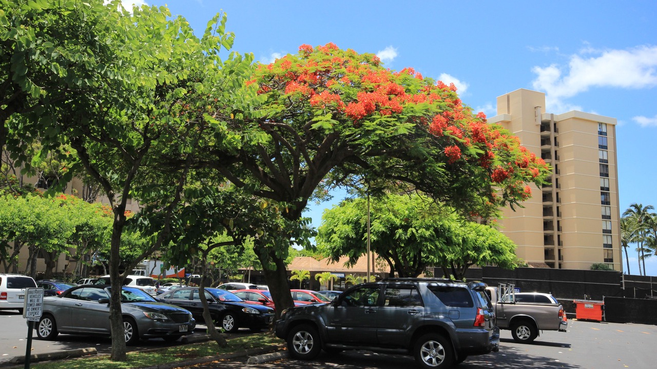 Photo of Others in Kahana