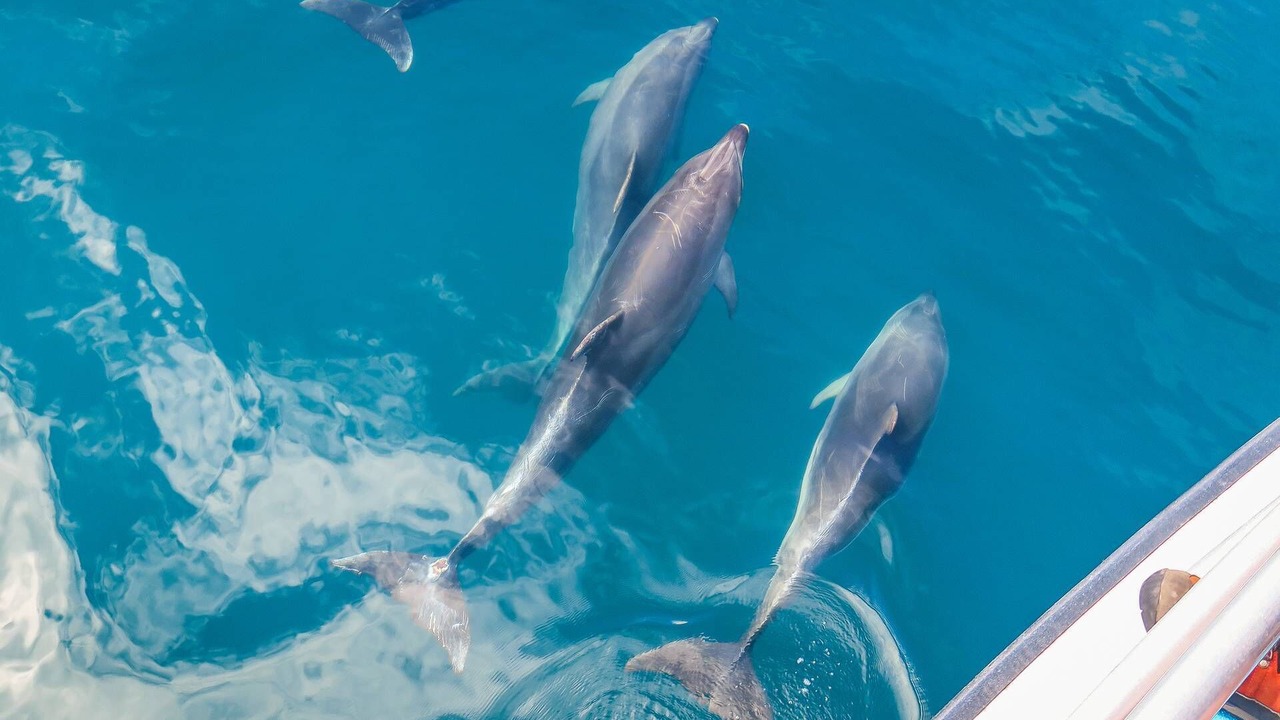 Photo of Others in Gulf Shores