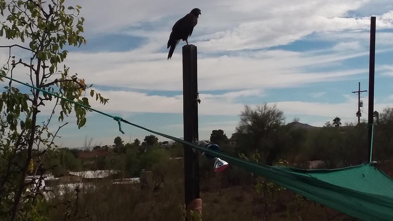 Photo of Others in Tucson