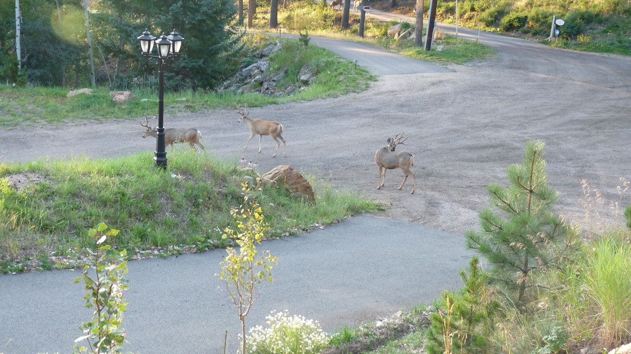 Photo of Outdoor in Shadow Mountain