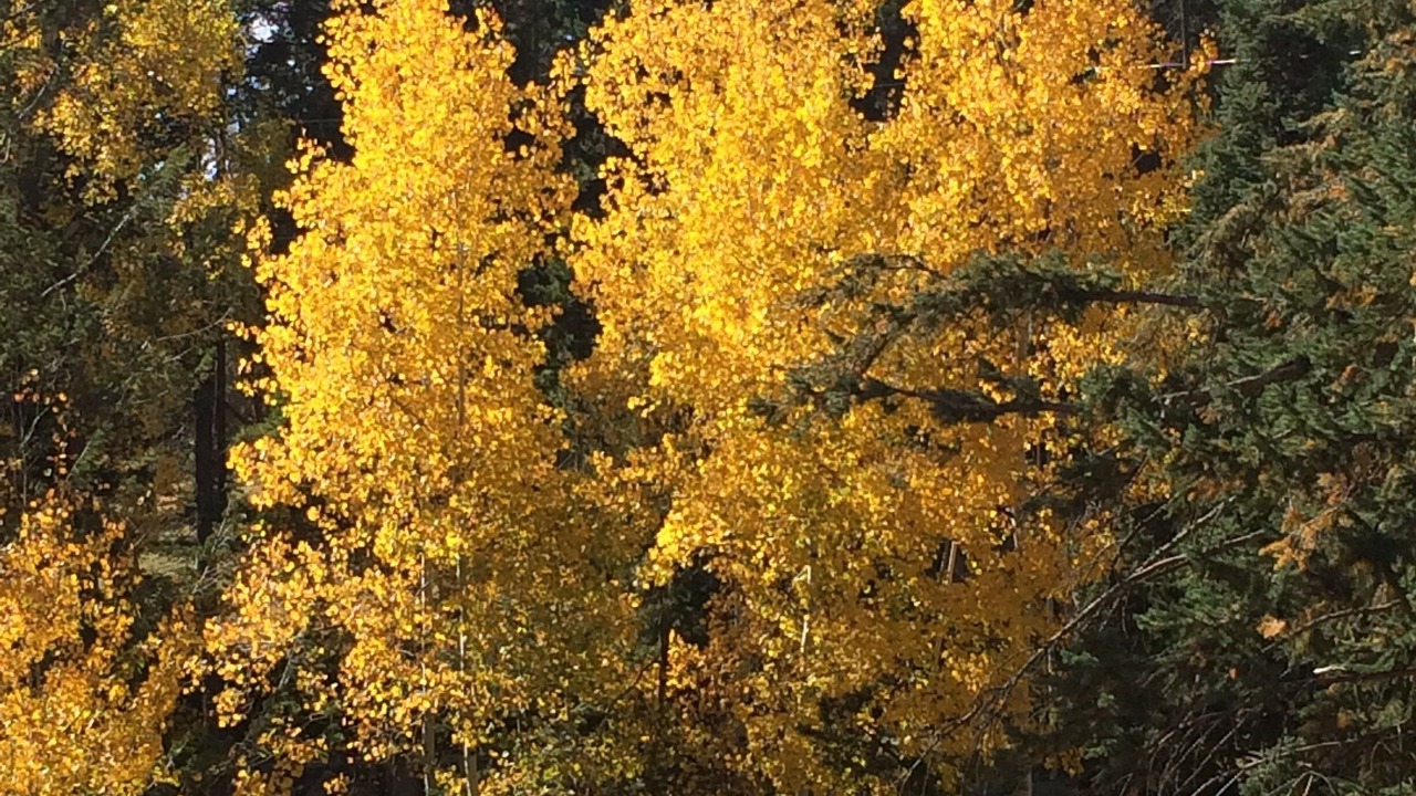 Photo of Outdoor in Shadow Mountain