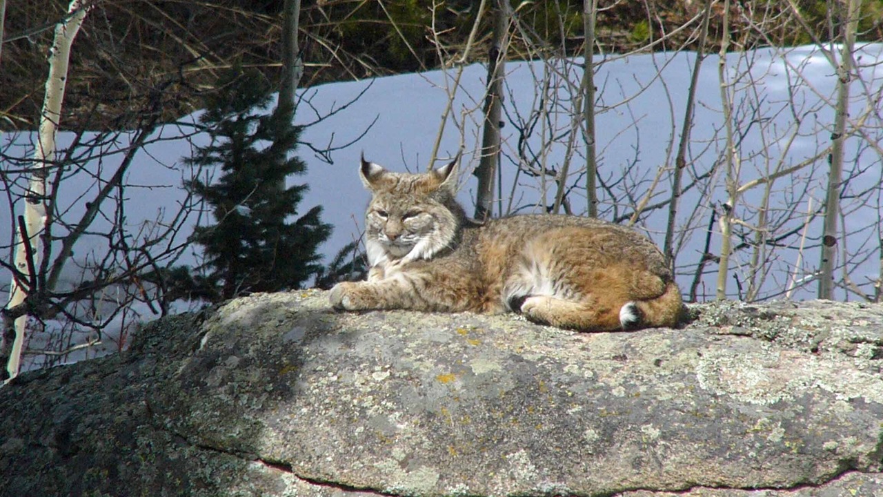 Photo of Others in Lyons