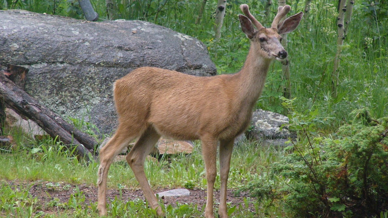 Photo of Others in Lyons