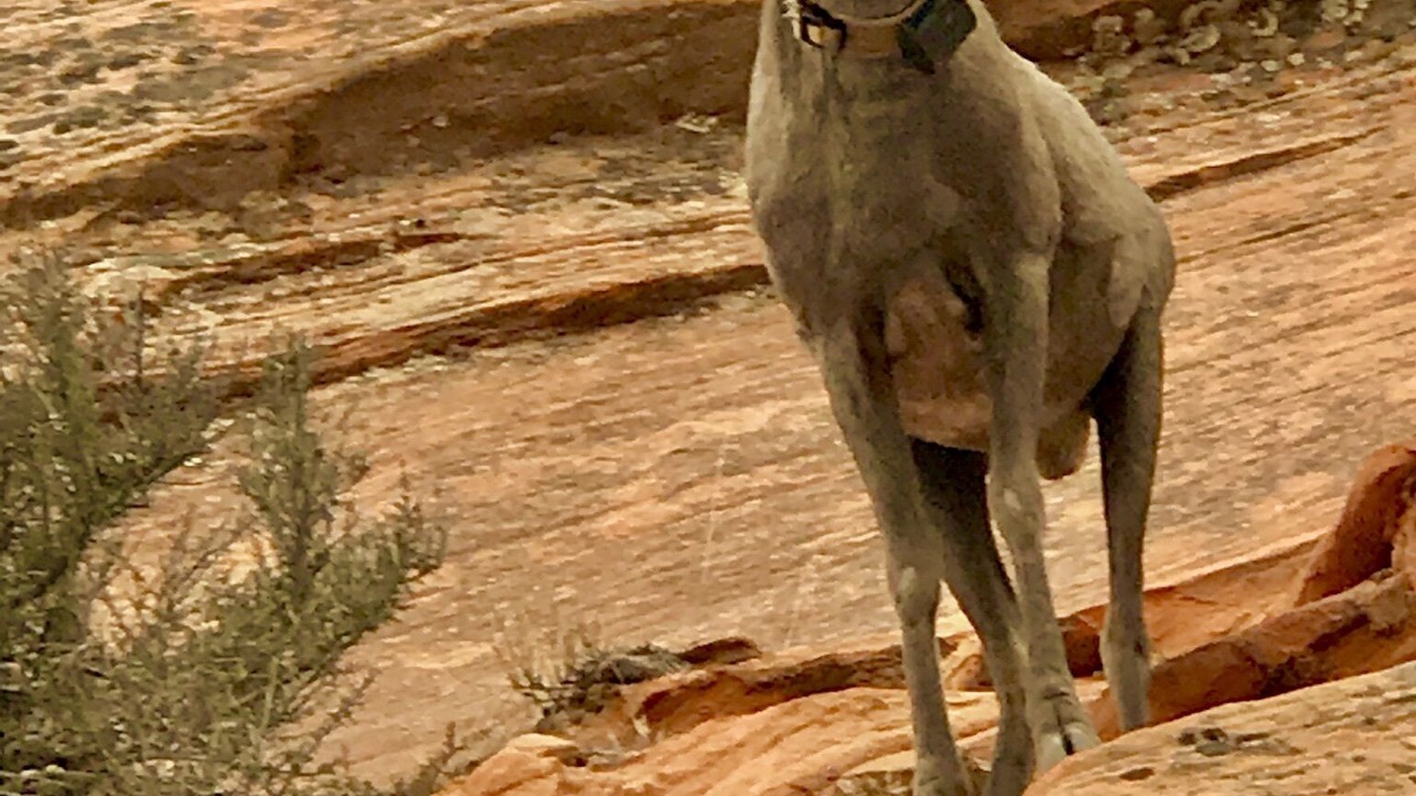 Photo of Others in Zion National Park South Entrance