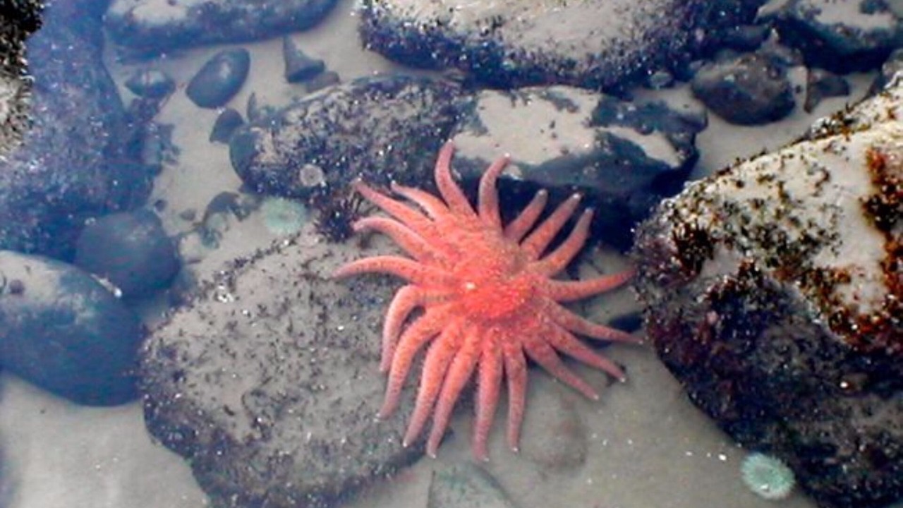 Photo of Others in Arch Cape