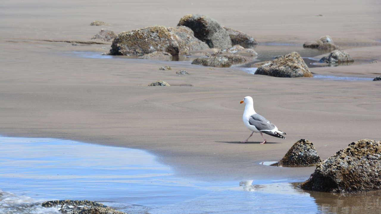 Photo of Others in Arch Cape