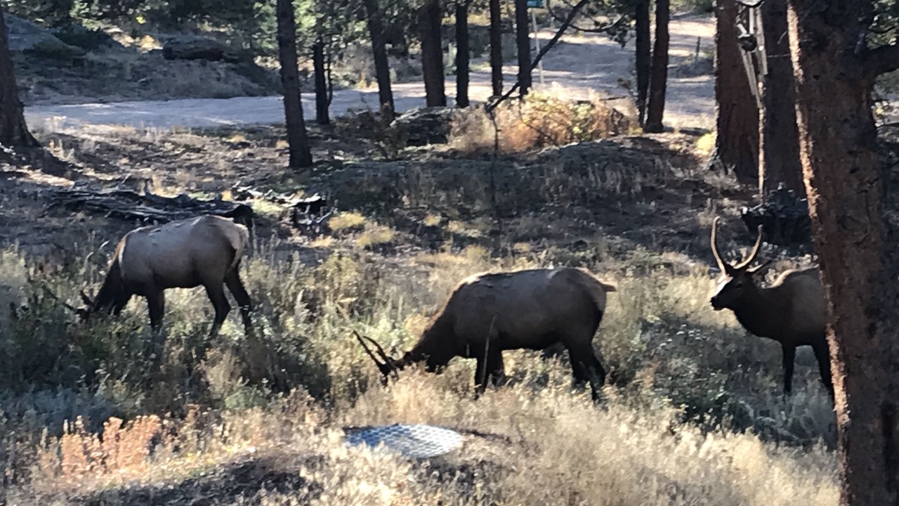 Photo of Others in Allenspark