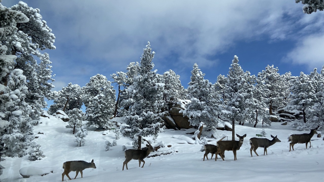 Photo of Others in Coal Creek Canyon