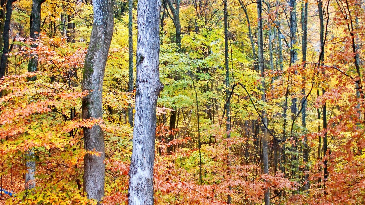 Photo of Outdoor in Franklin