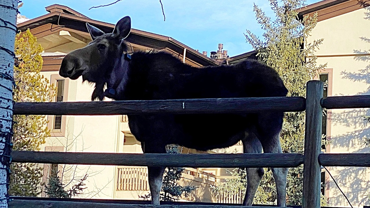 Photo of Others in Steamboat Springs