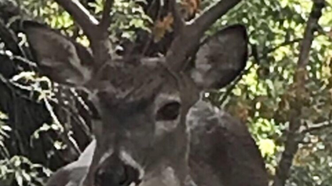 Photo of Others in Wimberley