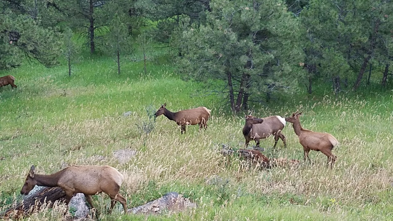 Photo of Others in Golden