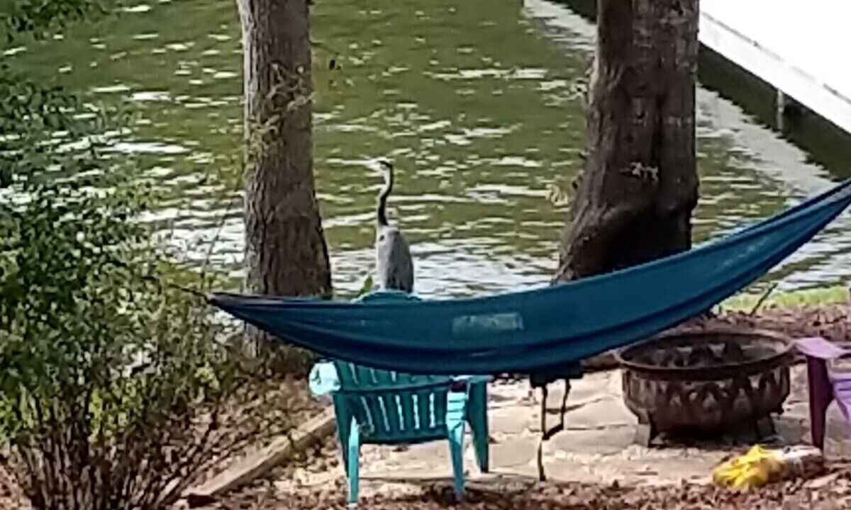 Photo of Others in Lake Oconee