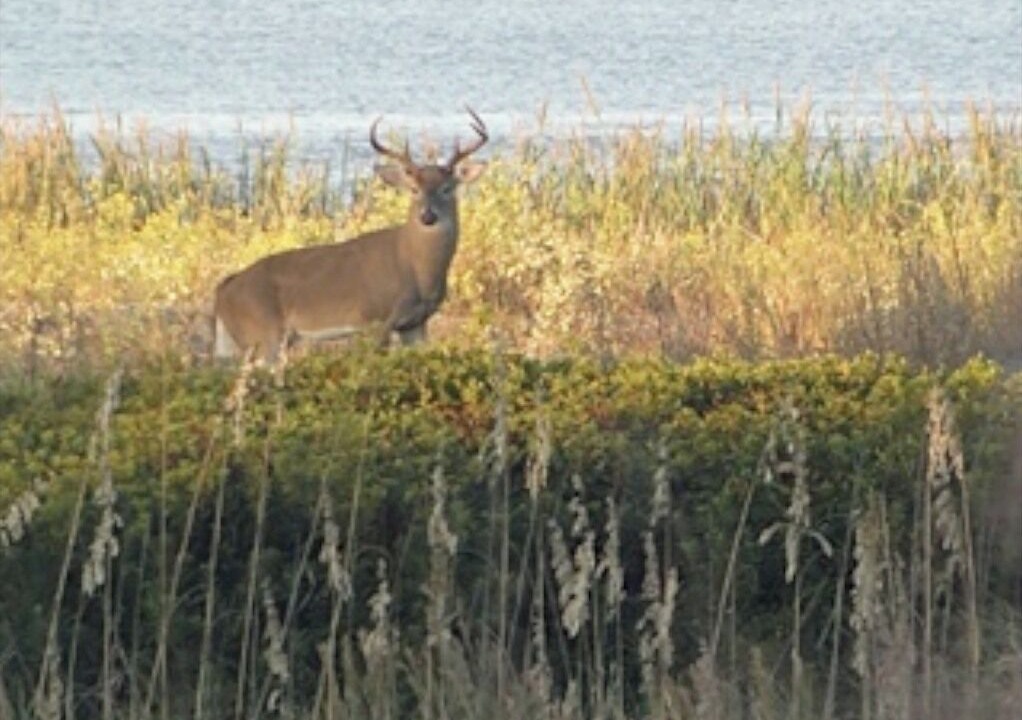 Photo of Others in Seabrook Island