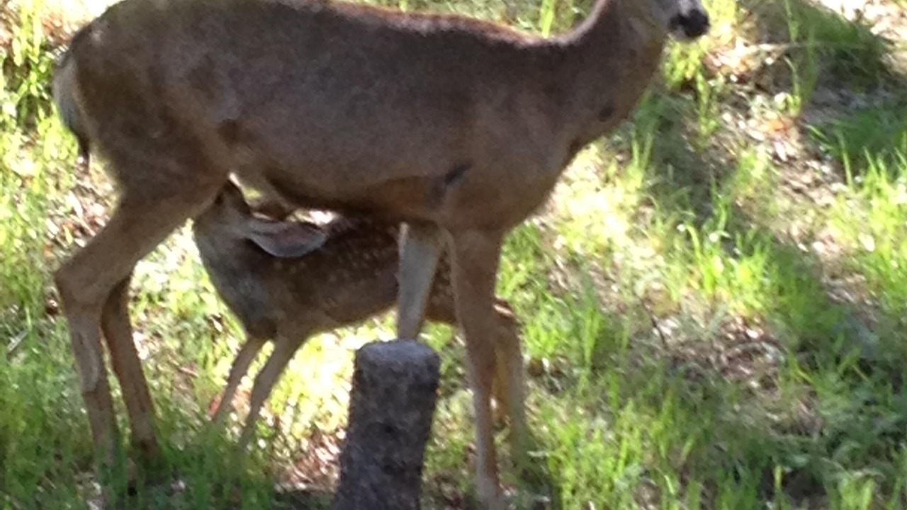 Photo of Others in Ruidoso