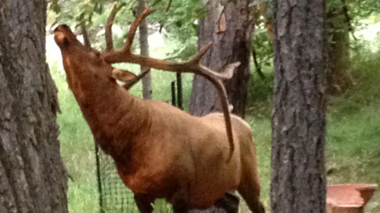 Photo of Others in Ruidoso
