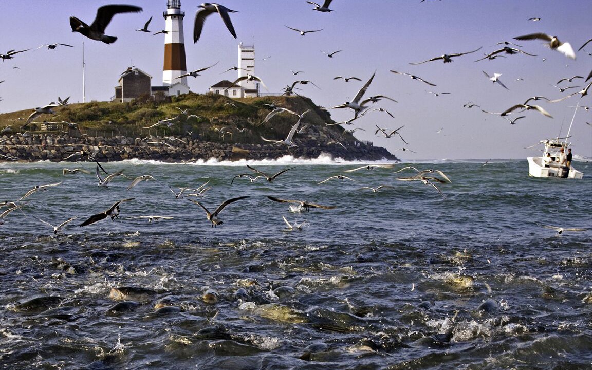 Photo of Others in Montauk